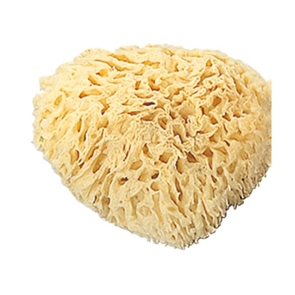 天然海綿 大 身体用