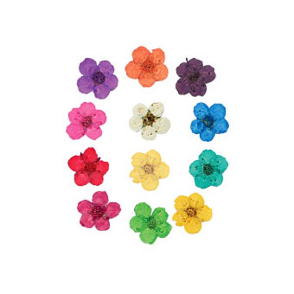 本物のドライフラワー12色 収納ケース付