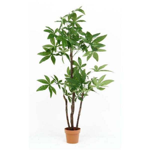 観葉植物 パキラ スタンダード