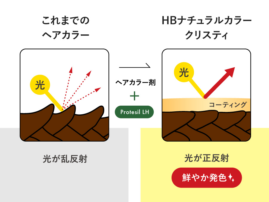 プロテシルLHの作用説明