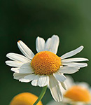 低ダメージ・低刺激