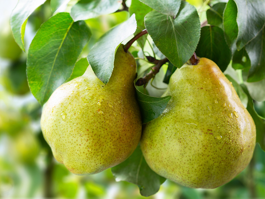 ングリッシュペアー＆フリージアコロンの甘く爽やかな香り